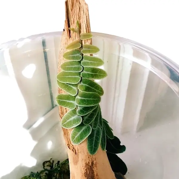 Marcgravia Umbellata