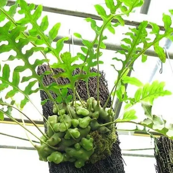 Lecanopteris deparioides