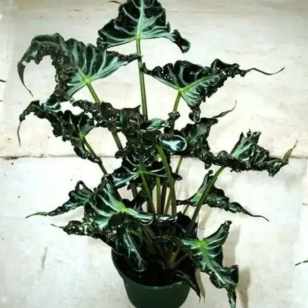 Alocasia Loco