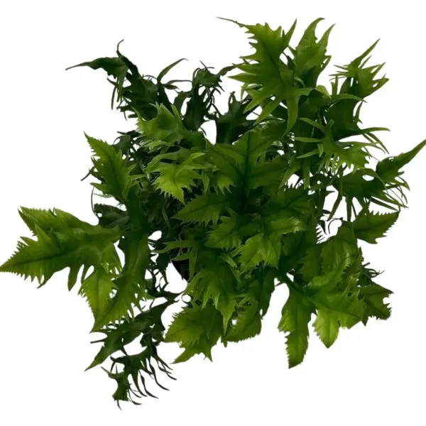 Hawaiian Sunshine Fern