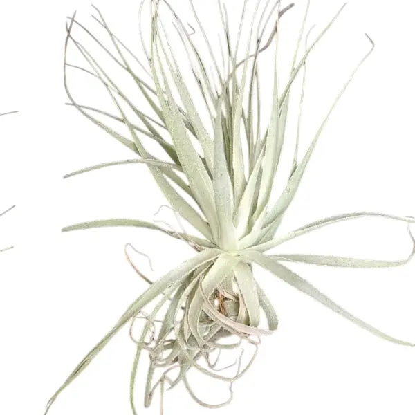 Tillandsia Gardneri