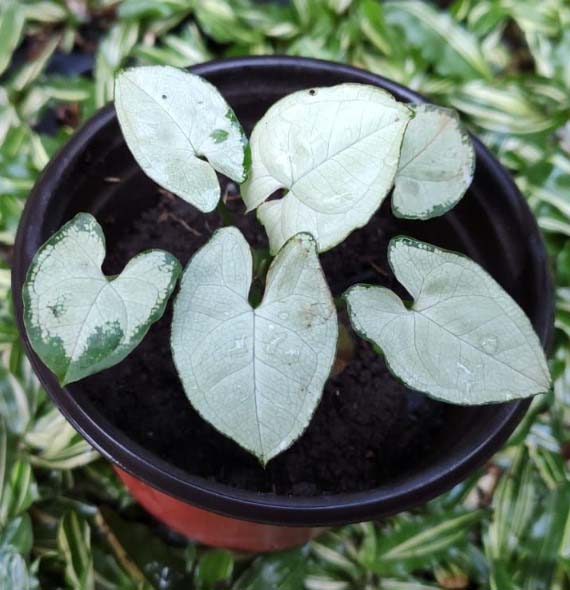 White Moon Shine Miniature Syngonium - Image 2