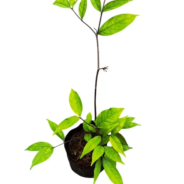 Wrightia tinctoria (Water Jasmine)