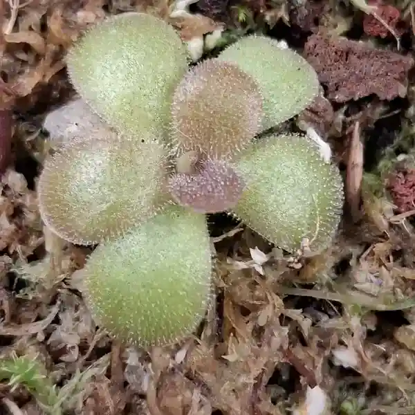 Pinguicula Agnata x photonesis