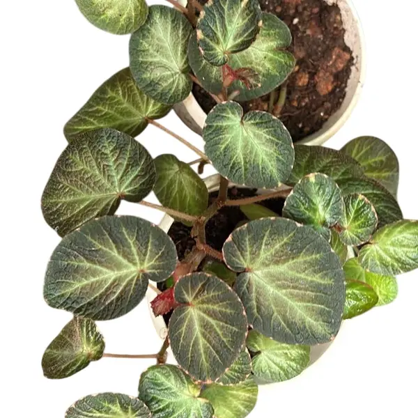 Begonia Manaus Plant