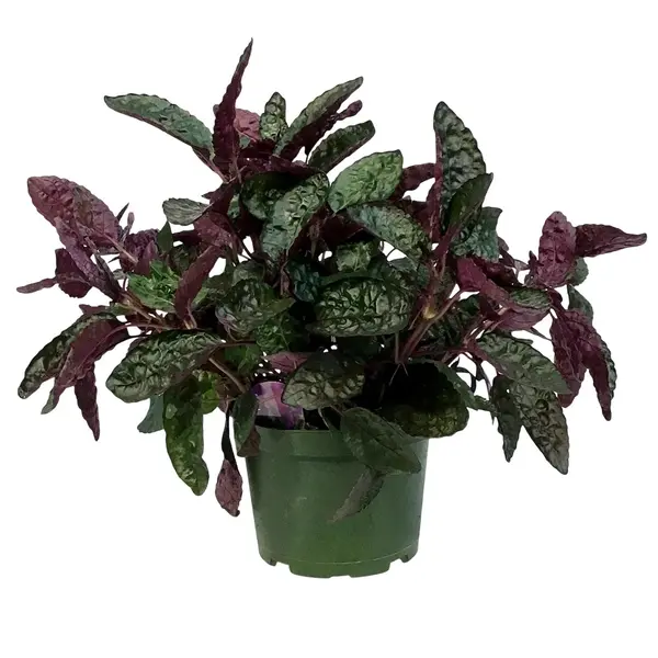 Purple Waffle Plant - Hemigraphis Alternata