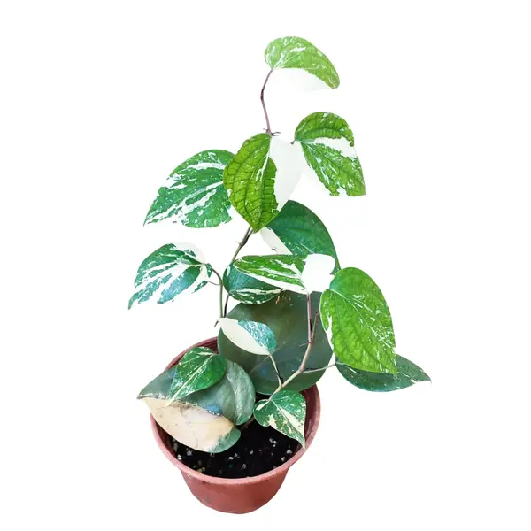 Piper nigrum Albo Variegated