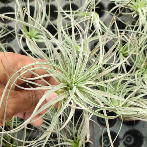 Tillandsia Stricta (Air plant) - Image 3