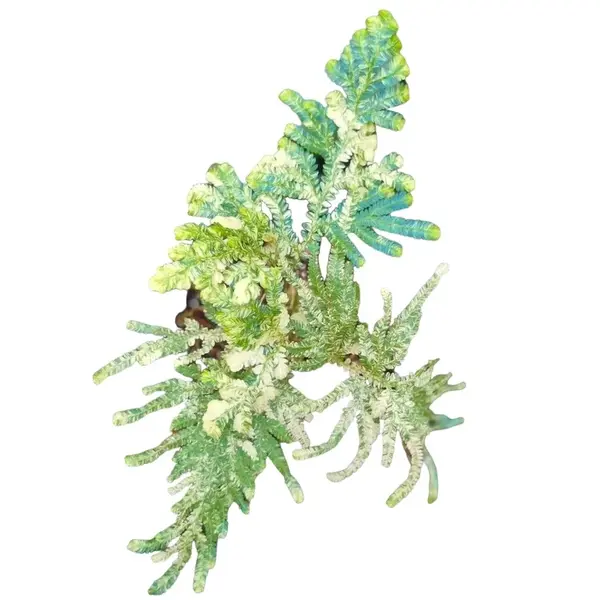 Selaginella Willdenowii Variegated