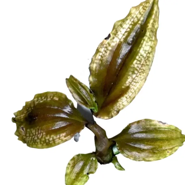 Crepidium Calophyllum