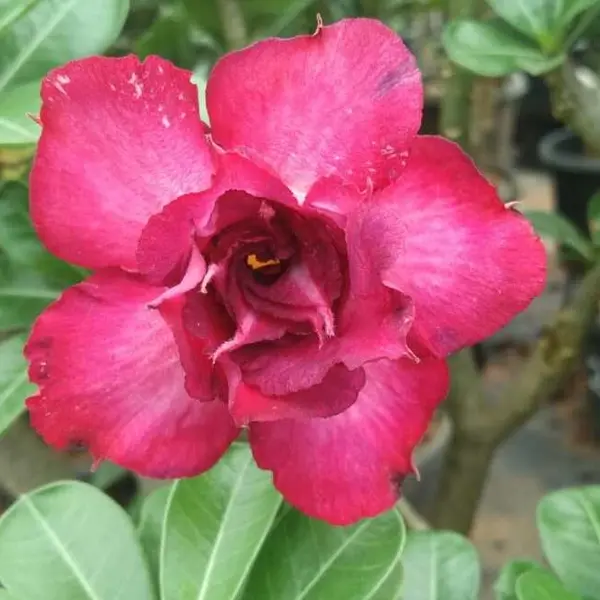 Adenium Plant - 33
