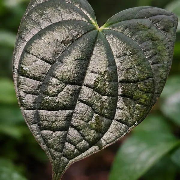 Discorea metalic black