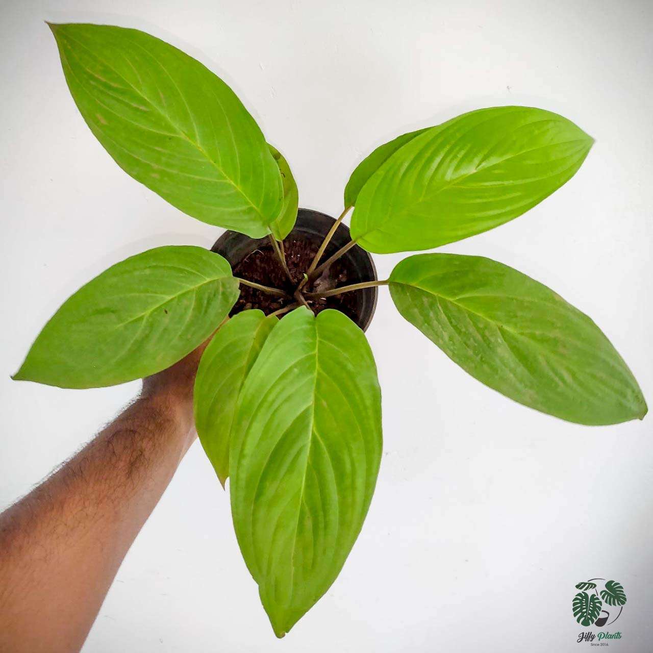 Buy BLACK BAT FLOWER (Tacca Chantrieri) - Rare Plant - Image 3