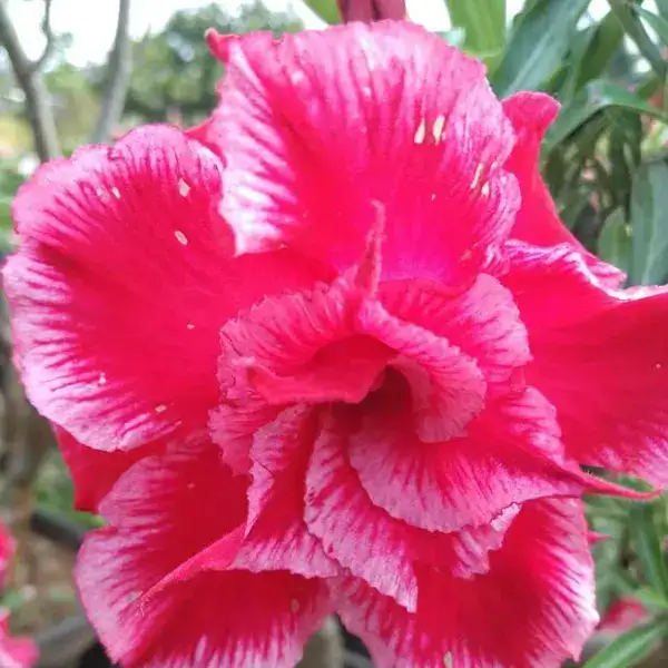 Adenium Plant - 36