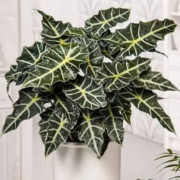 Alocasia Parasol