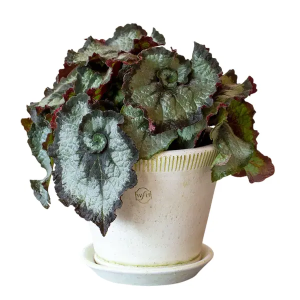 Begonia Escargot