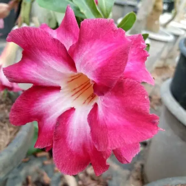 Adenium Plant - 37