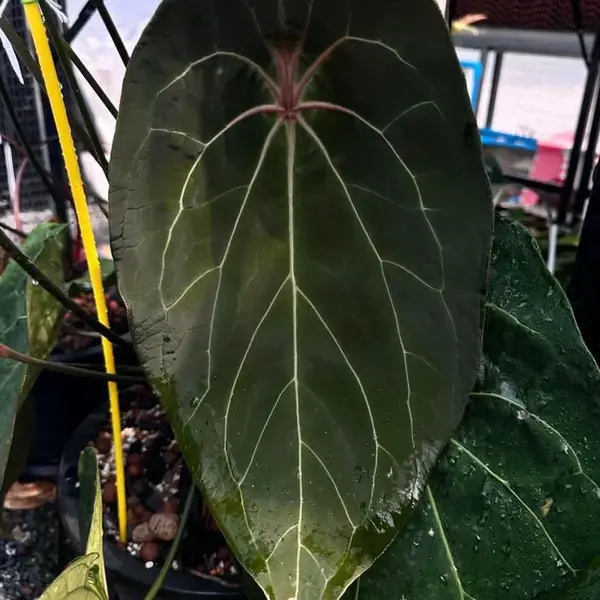 Anthurium Forgetii Red Spider