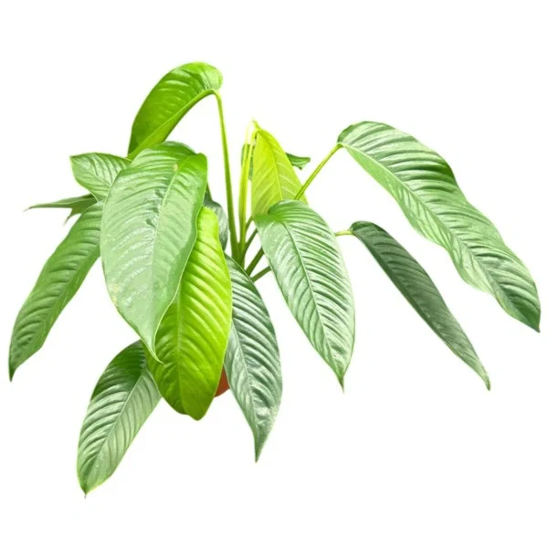 Raphidophora hookeri