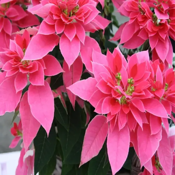 Pink Poinsettia