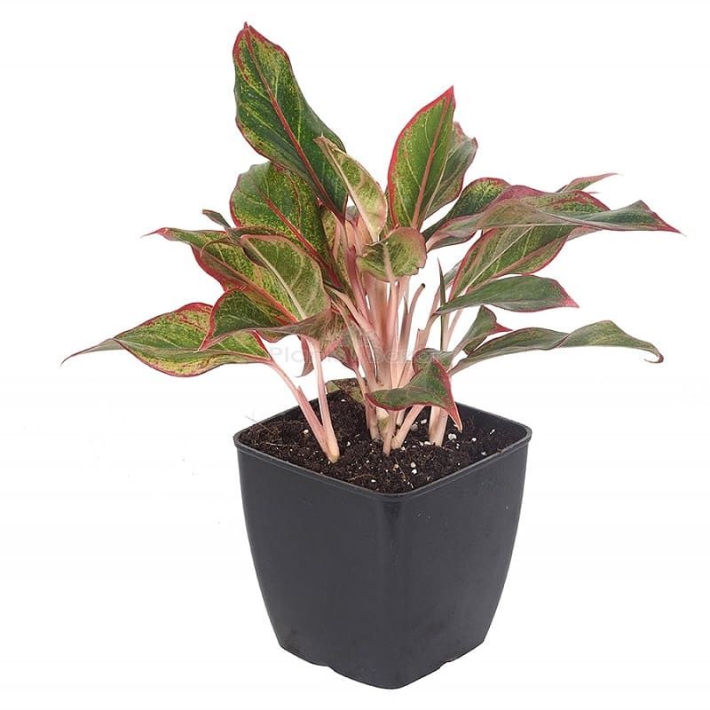 Aglaonema Red Lipstick