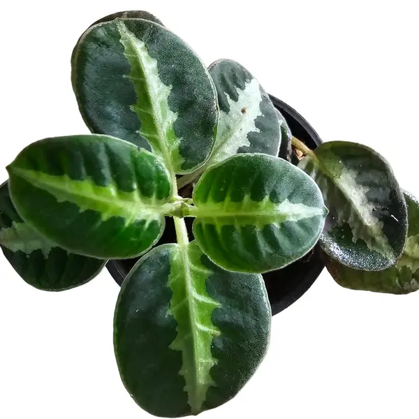 Argostemma sp White veins