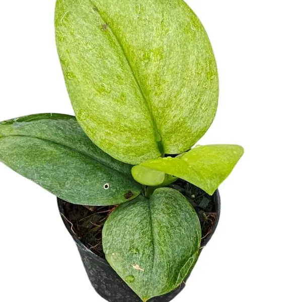 Scindapsus Jade Satin Mint variegated