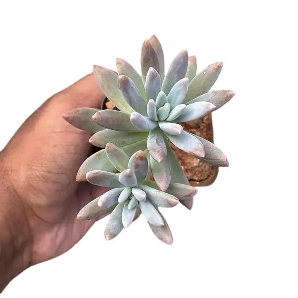 Graptosedum 'Francesco Baldi'