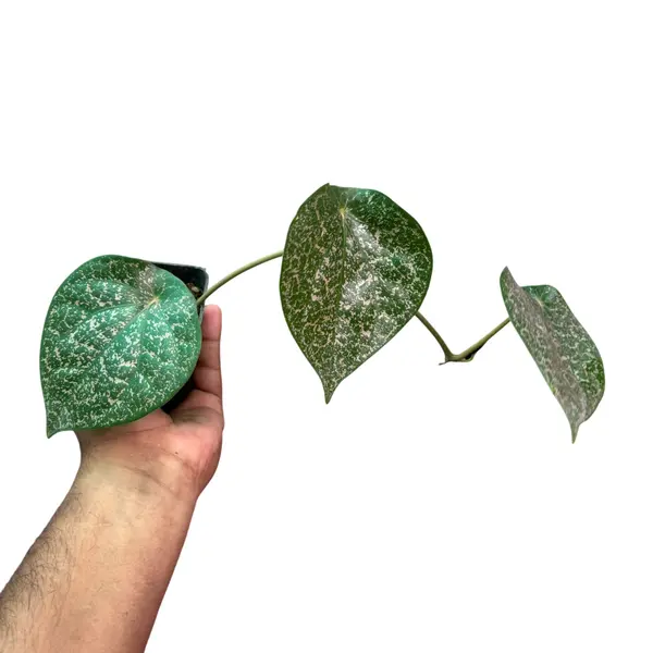 Piper Mint Variegated - Rare