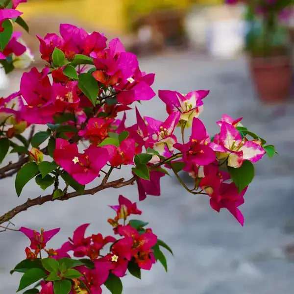 Bougainvillea 3 Star