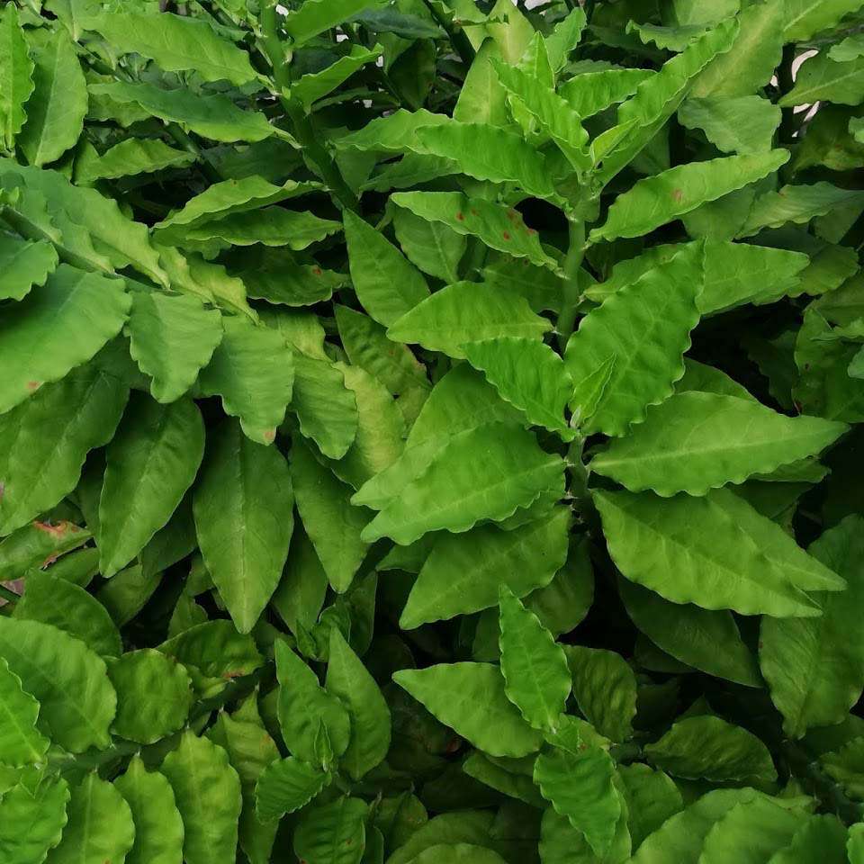 Euphorbia Tithymaloides