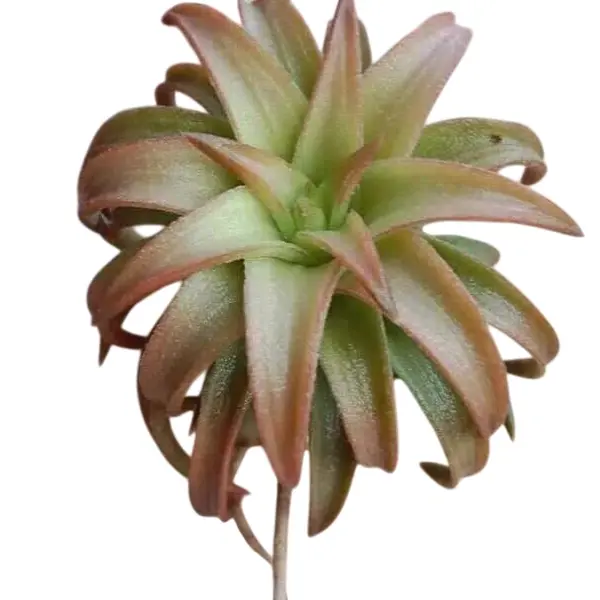 Tillandsia Jumbo