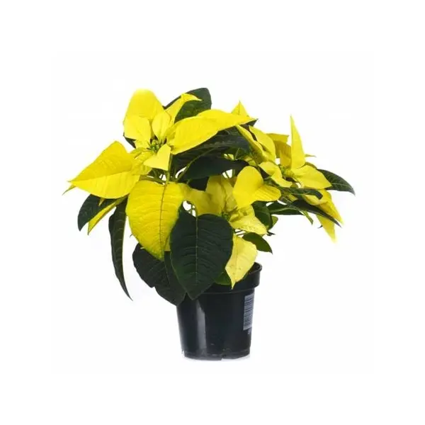 Yellow Poinsettia