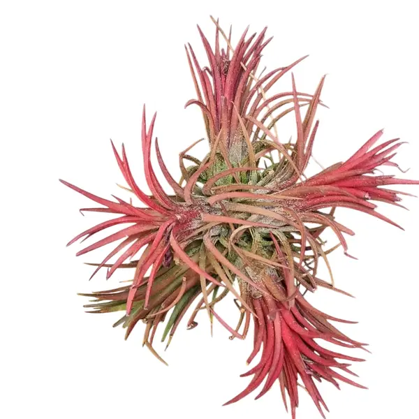 Tillandsia Fuego