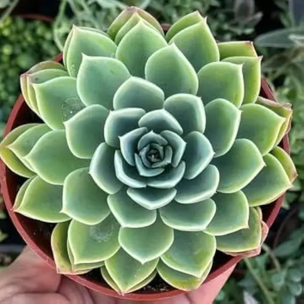 Echeveria Albida