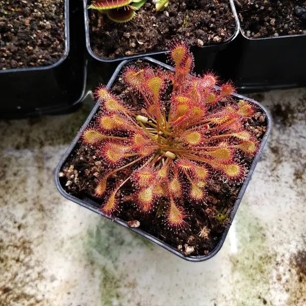 Drosera Beleziana