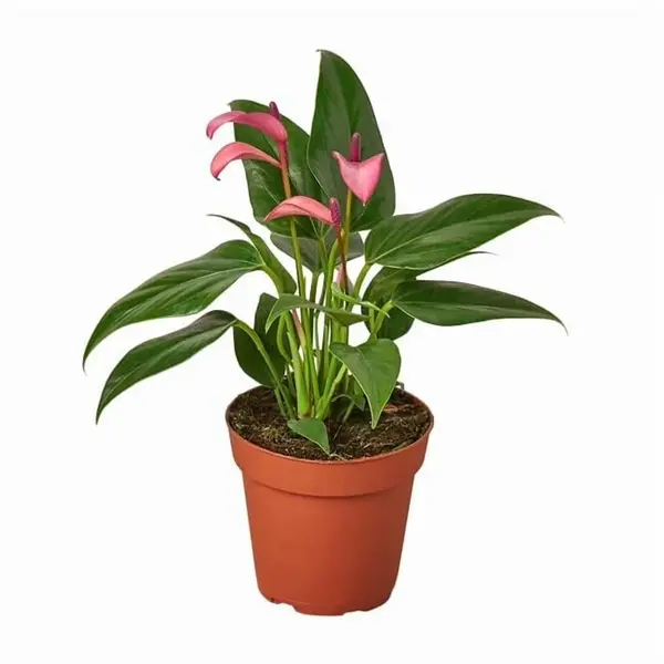 Anthurium Dynamite Purple