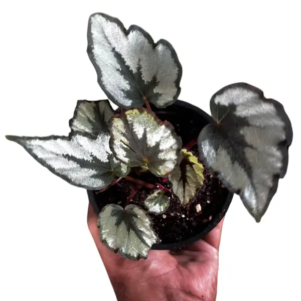 Rex Begonia 'Flirty Girl'