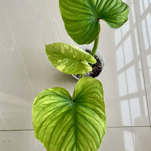 Philodendron Plowmanii Variegated
