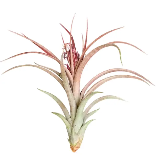 Tillandsia Nellie Rose