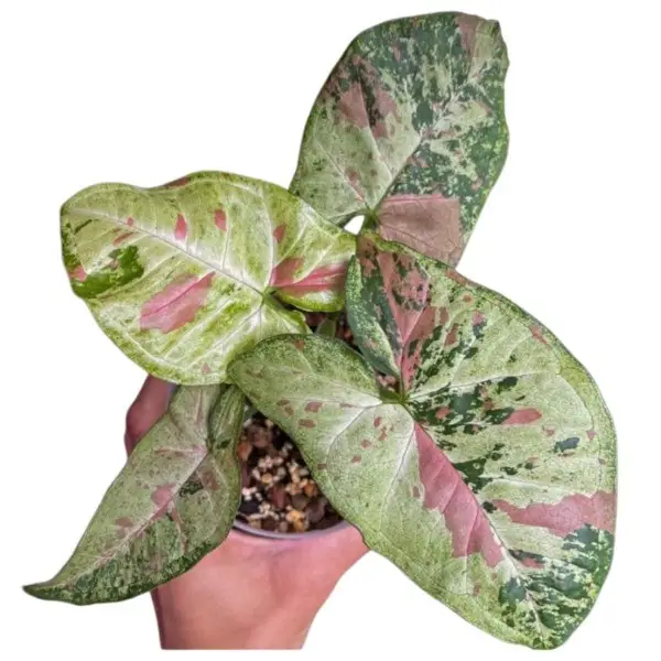 Syngonium Confetti Tricolor