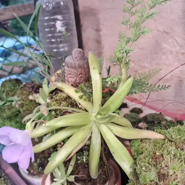 Aphrodite x Gigantea