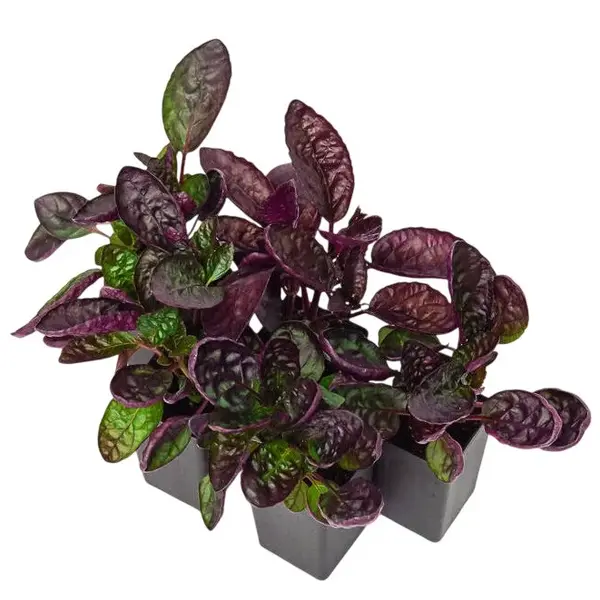 Purple Waffle Plant - Hemigraphis Alternata