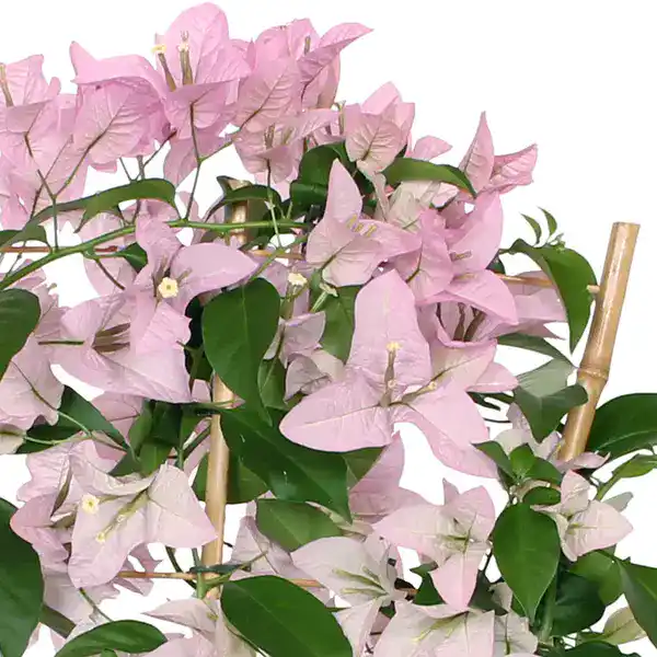 Bougainvillea spectabilis pink