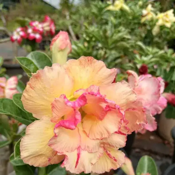 Adenium Plant - 48