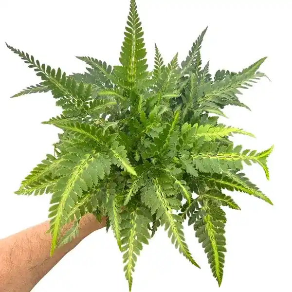 East Indian Holly Fern