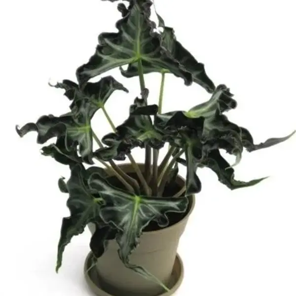 Alocasia Loco