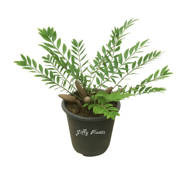 Zamia Fischeri