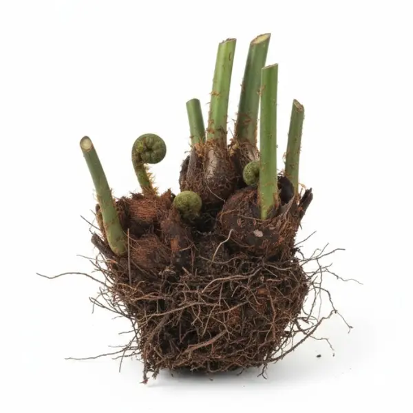 Chicken Tree Fern Fury