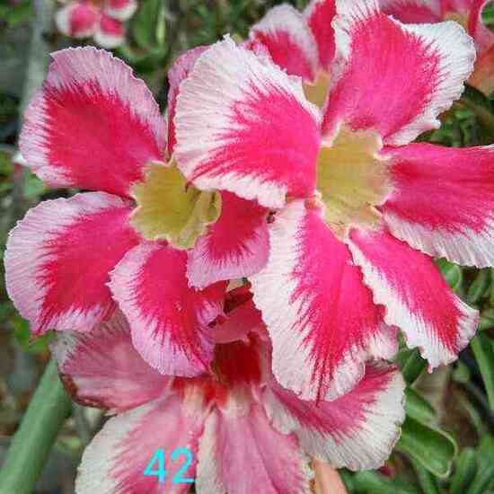 Adenium plant 42